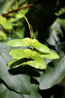 Acer campestre - javor babyka - samary (84)